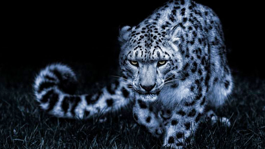 Responsive image
