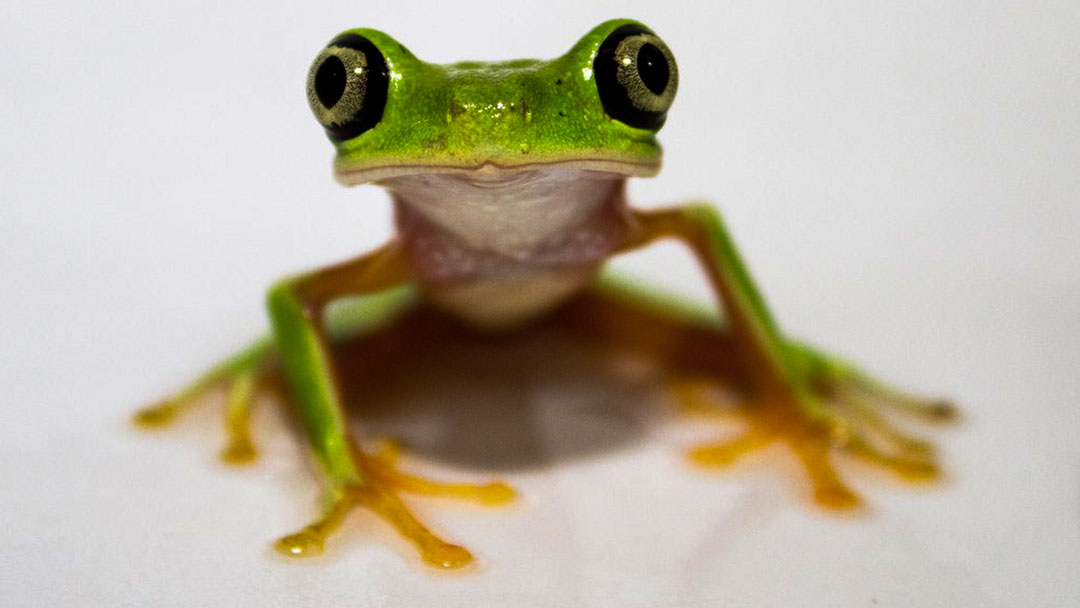 Responsive image
